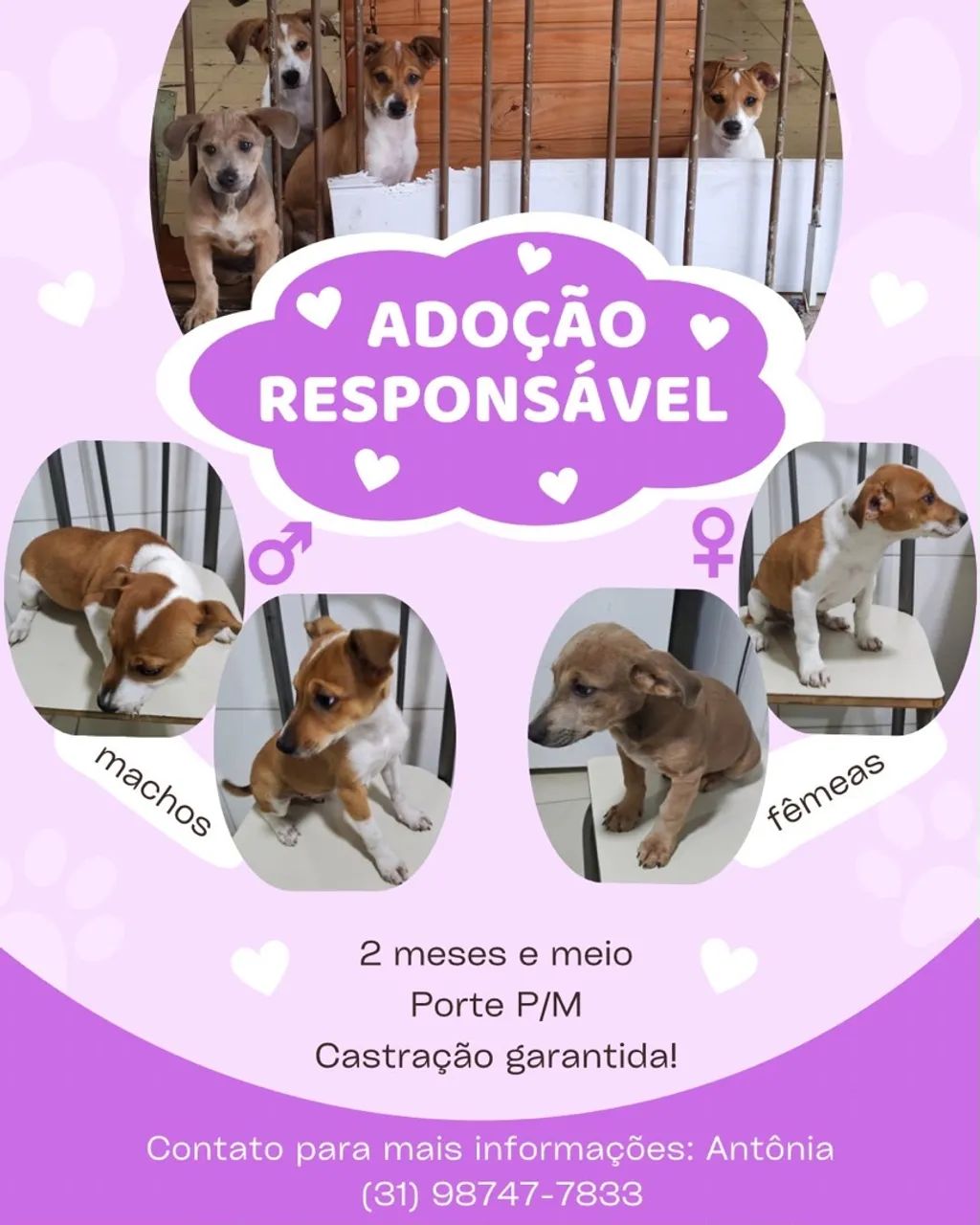 Adoção  - Foto 4