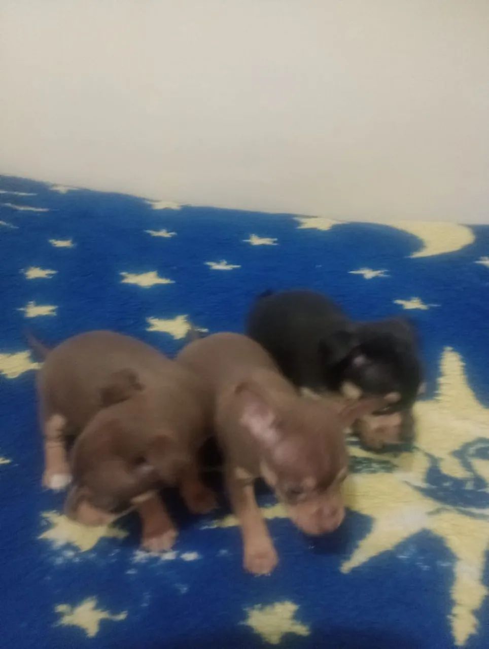 Pinscher  - Foto 5
