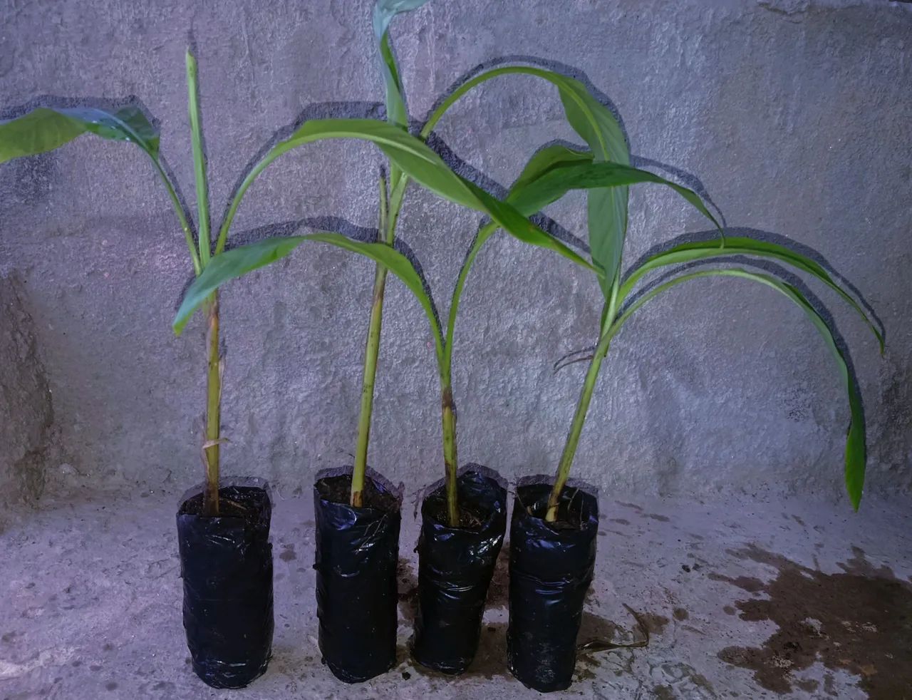 Mudas de Banana Rosa de jardim musa veluntina  - Foto 5