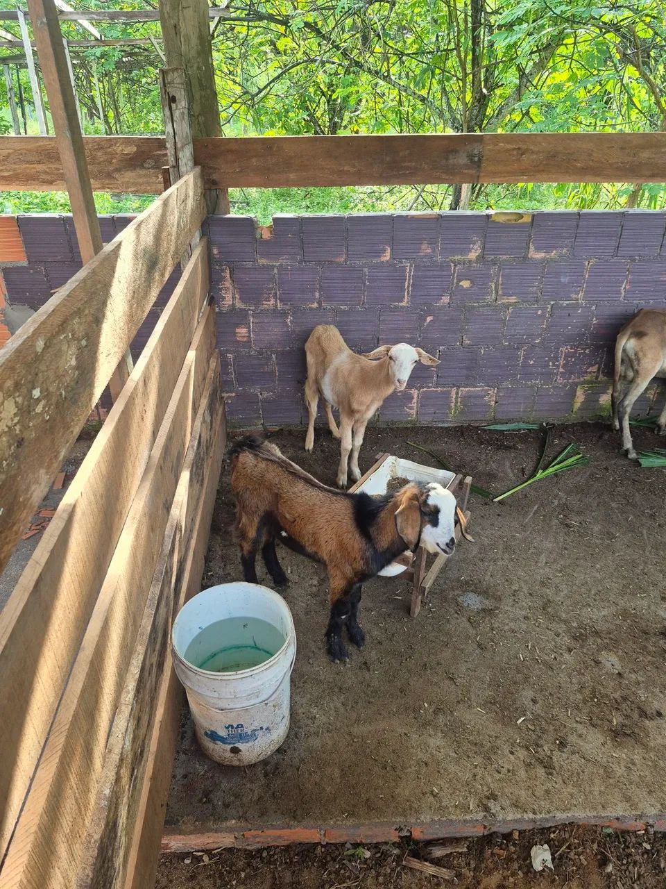 Bode e cabra - Foto 3