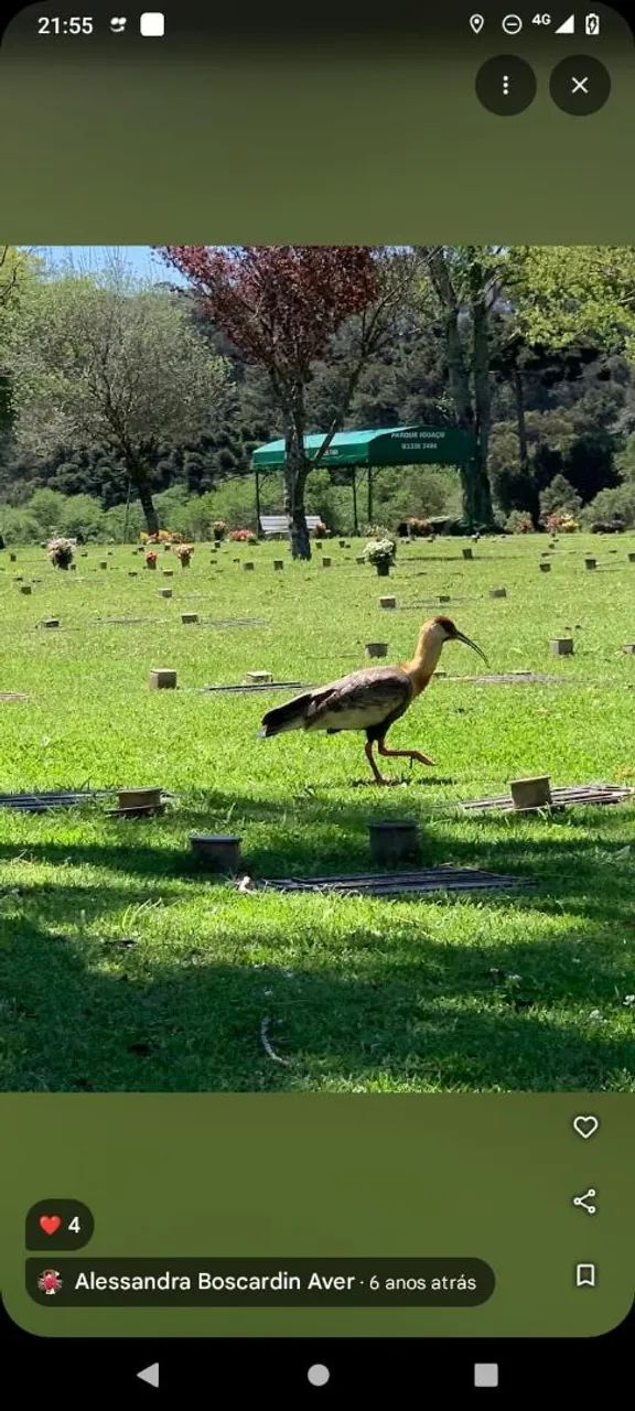 Jazigo parque cemitério Iguaçu  - Foto 3