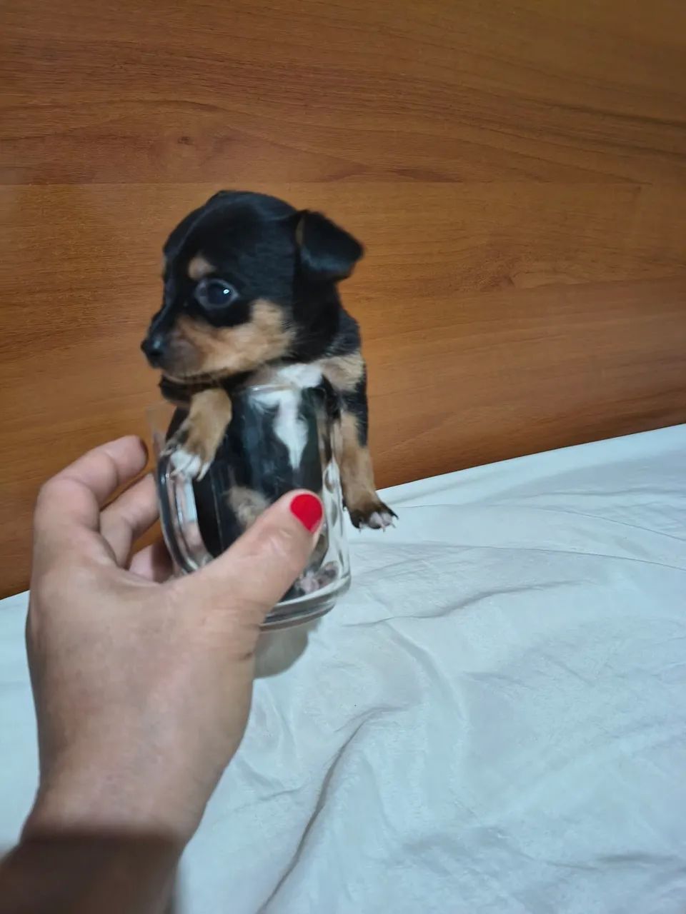Pinscher  - Foto 5