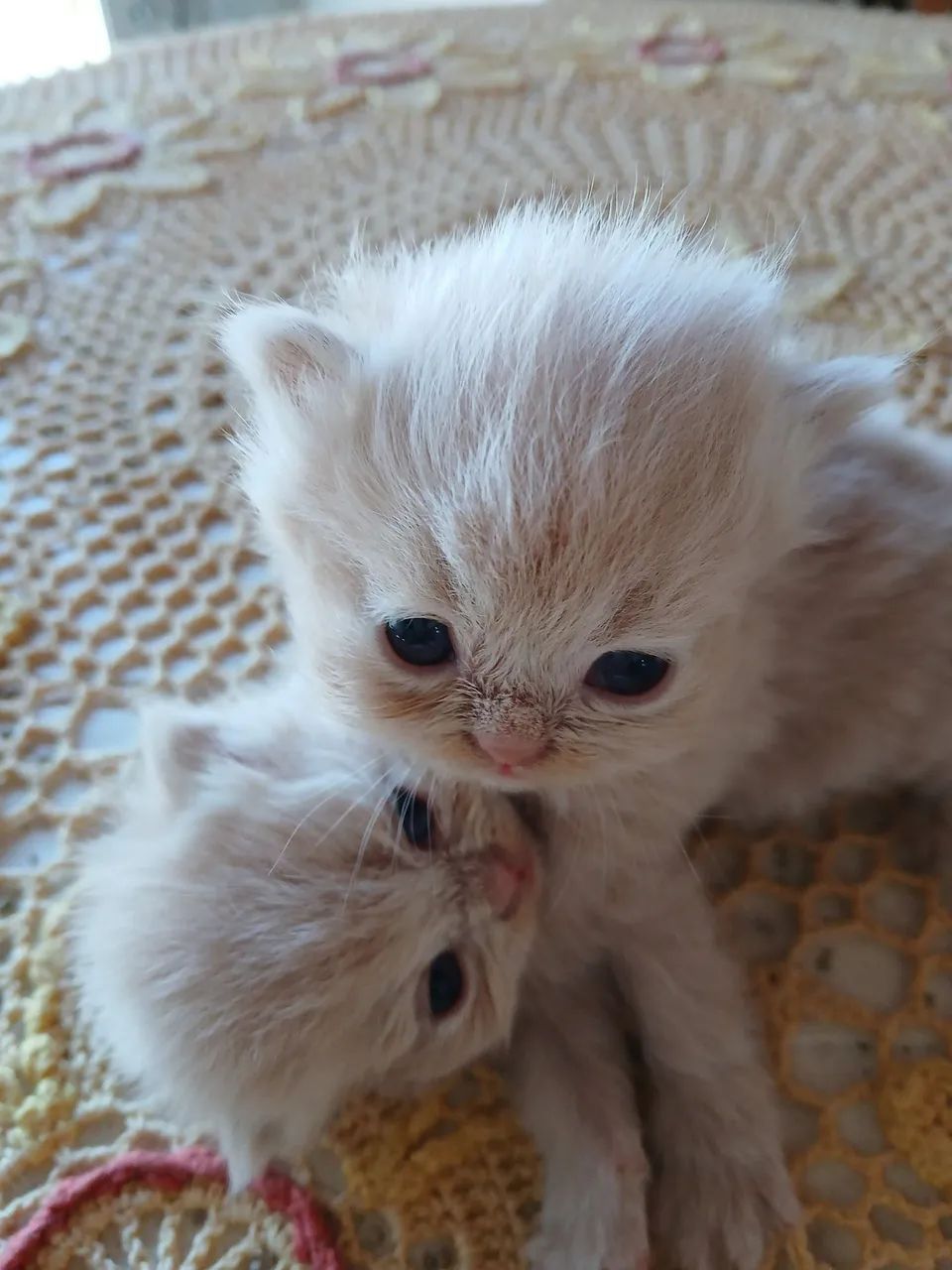 Vendo gatinhos persa - Foto 2