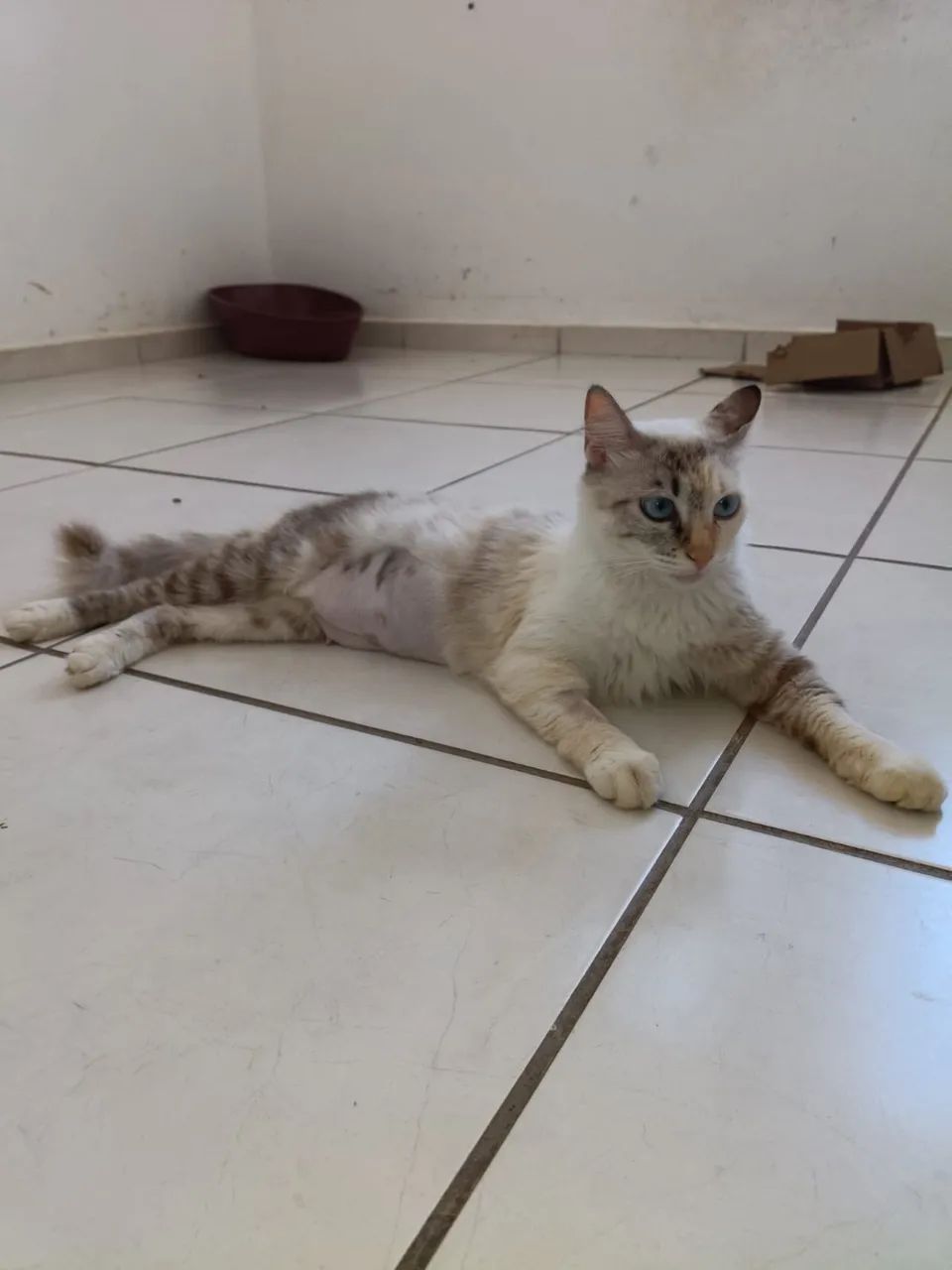 Gata de resgate pra adoção  - Foto 2