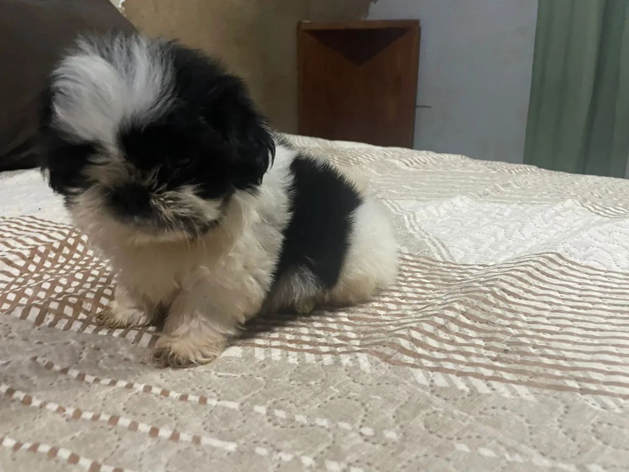 Vendo filhote de Shitzu macho com 55 dias  - Foto 3