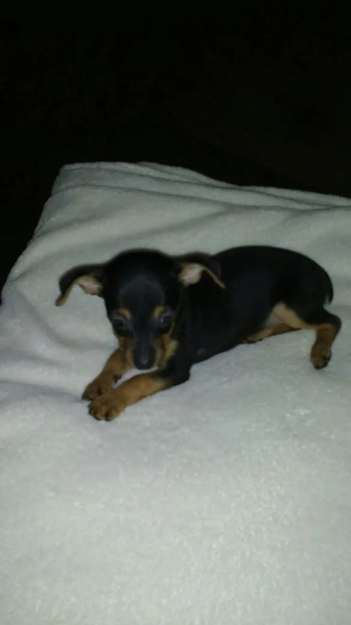 Pinscher filhote  - Foto 4
