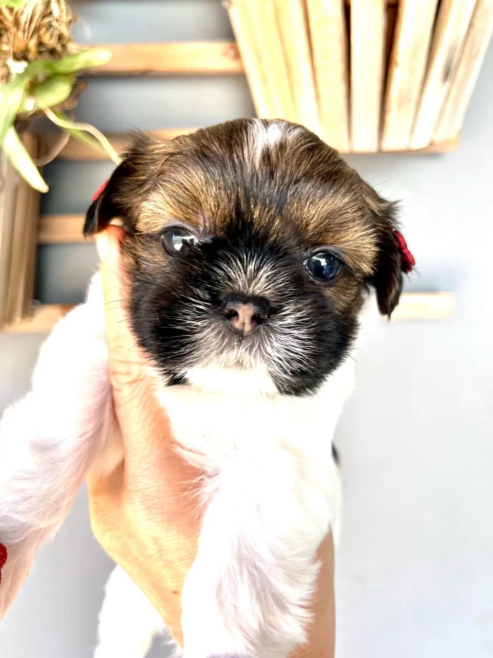 Shih Tzu - Foto 2