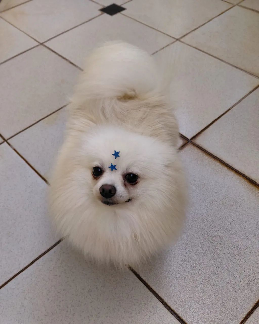 Spitz Alemão Macho - Foto 2