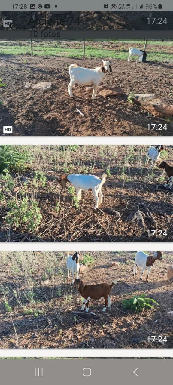 Cabritos Boer  - Foto 2