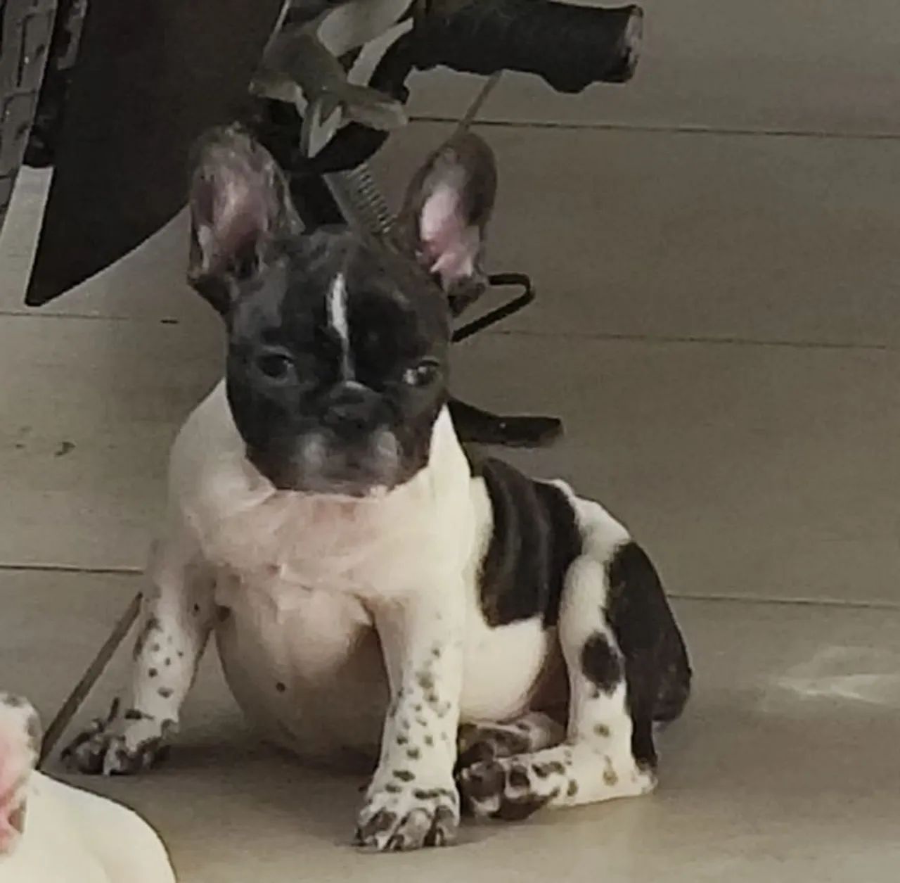 Fêmea de buldogue francês 