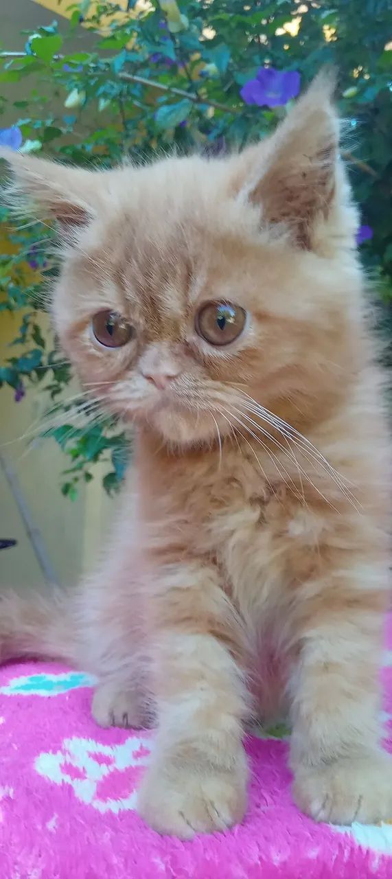 Filhote Persa Exótico 