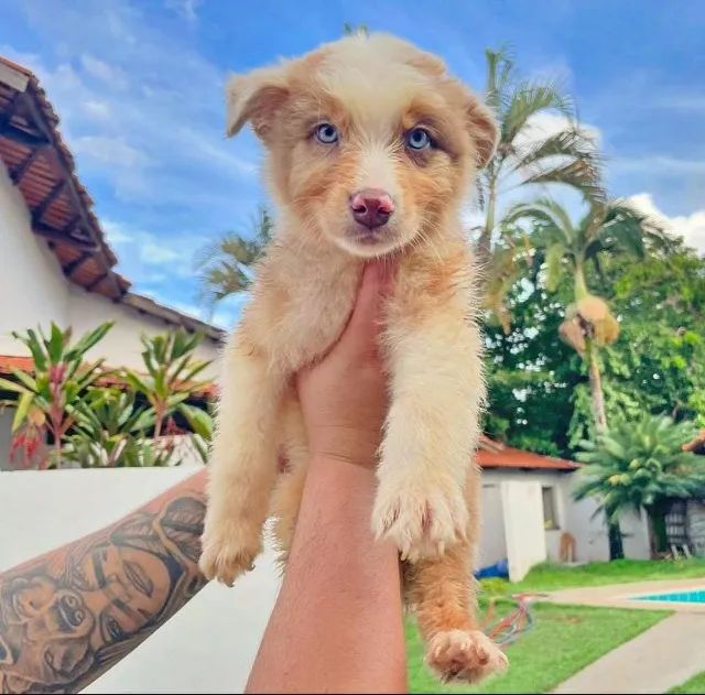 Pastor Australiano com Pedigree
