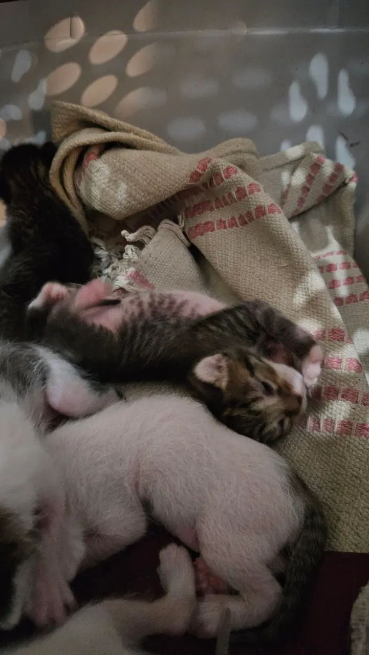 Gatinhos para Adoção Responsável somente após o desmame - Foto 6