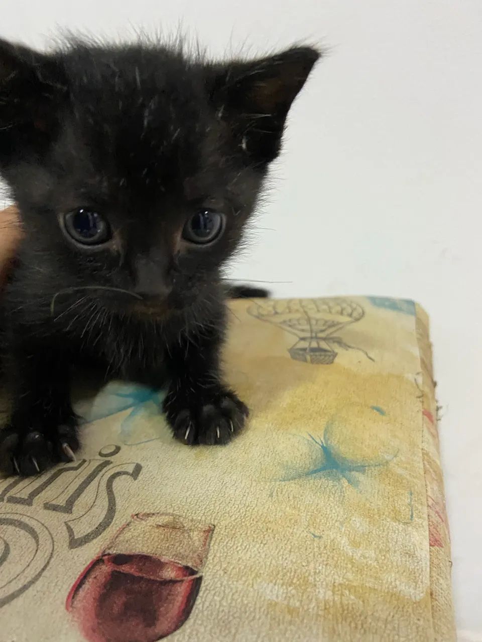 DOAÇÃO CONSCIENTE DE GATINHOS ?