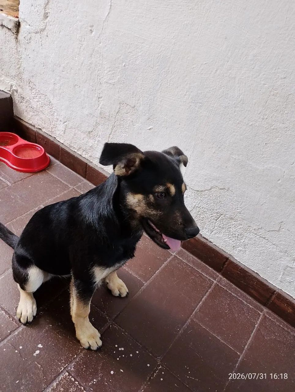Doação deste Cão. - Foto 2