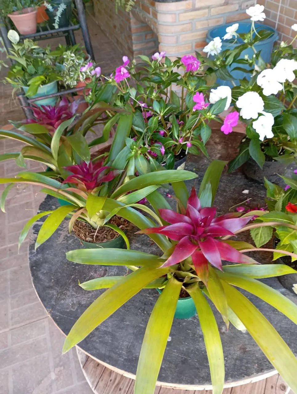Plantas e sementes  - Foto 2