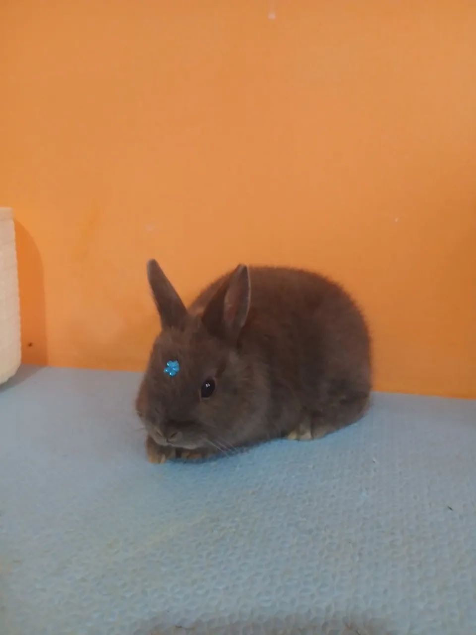 Netherland Dwarf  - Foto 3