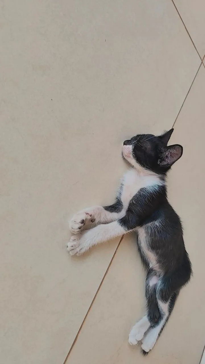 Doação de gatinhos  - Foto 3