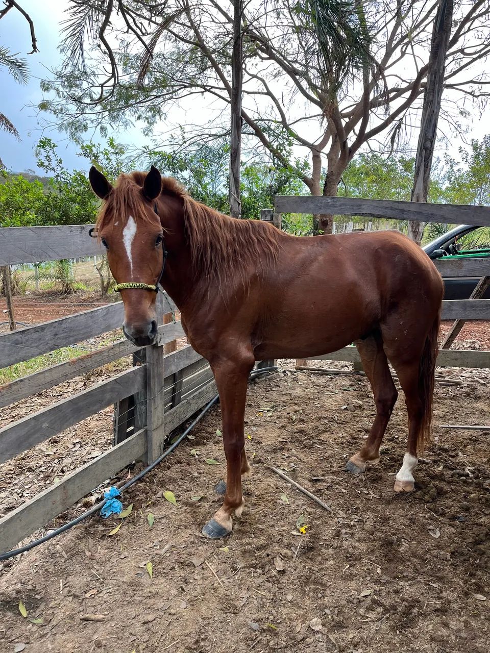 Cavalo mm 