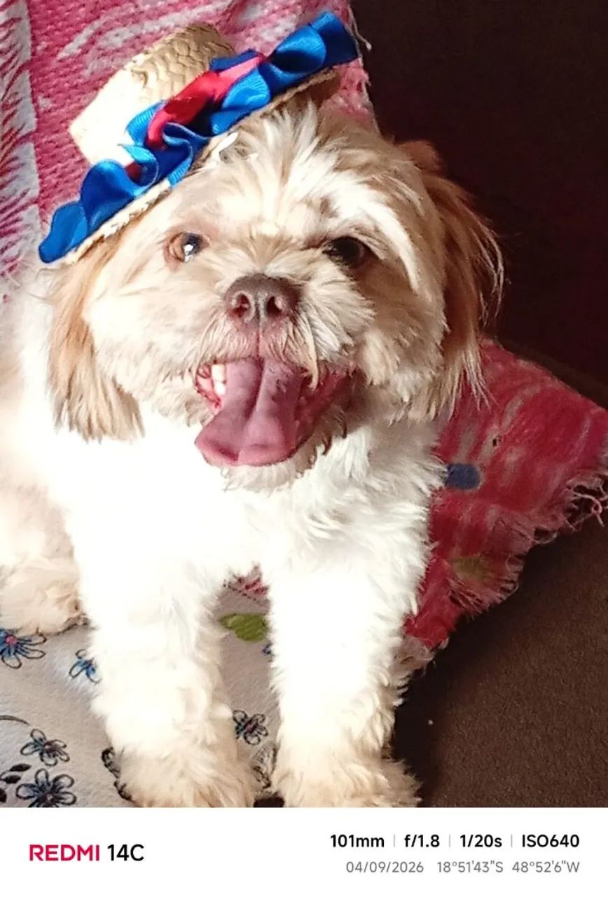 Vende se cachorra chetos  preço a conbinar - Foto 2