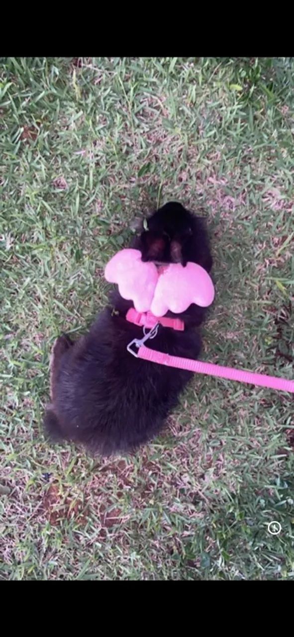 coelha 6meses