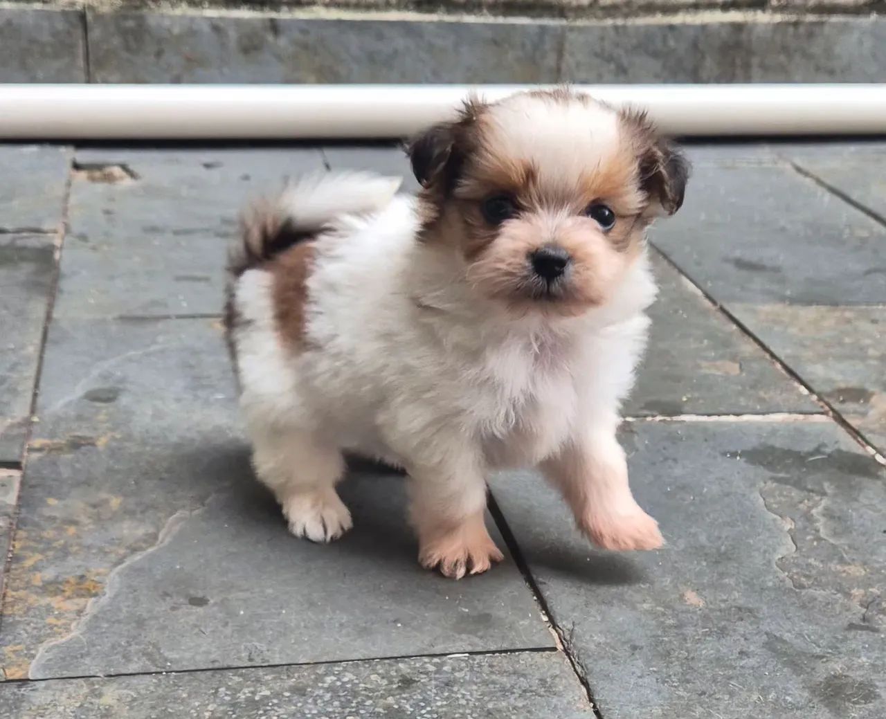Filhotes Lhasa apso macho - Foto 4