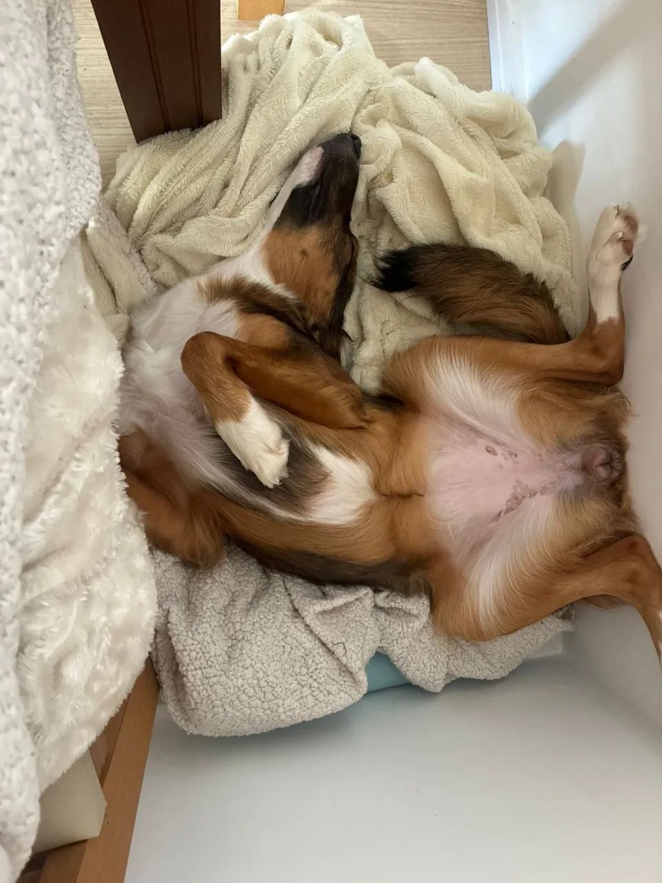 Cachorro 9 meses, super dócil  - Foto 4