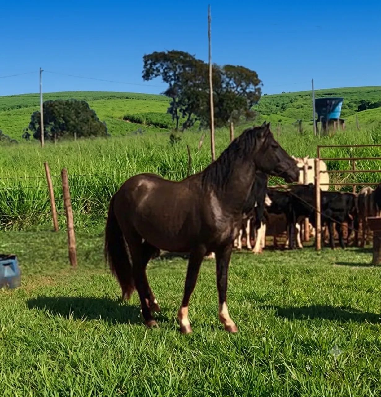 Cavalo