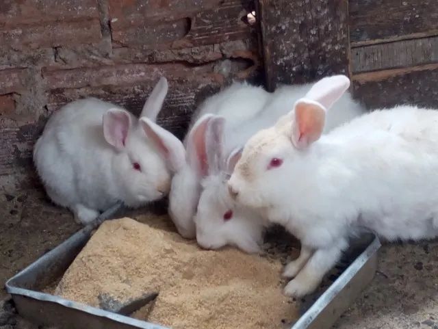 Coelhos  - Foto 3