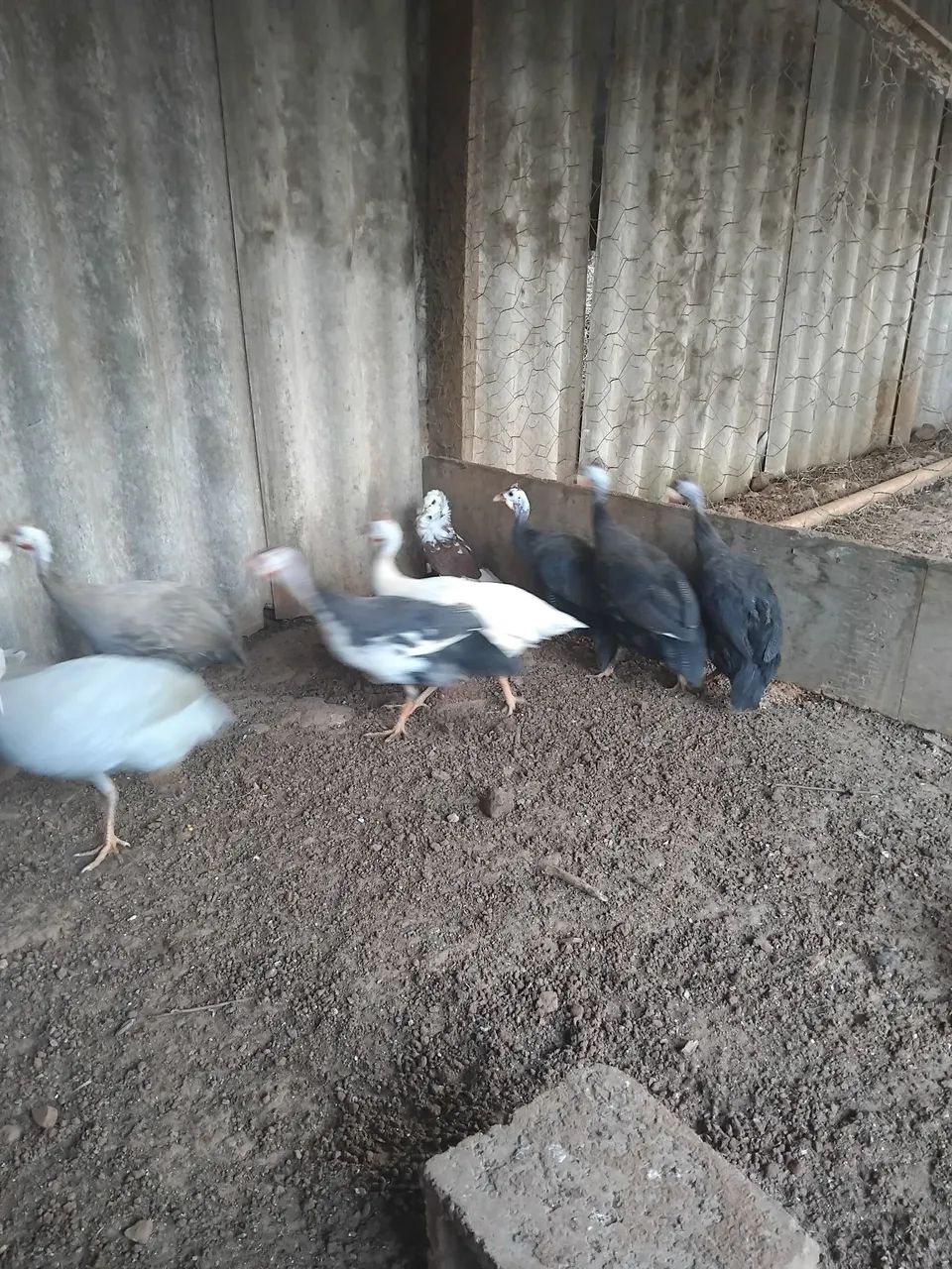 Aves - Foto 3