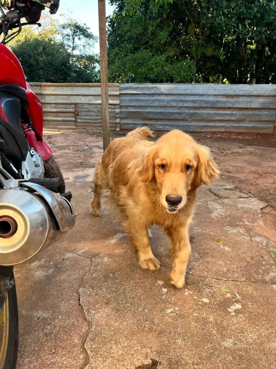 GOLDEN RETRIEVER - Ninhada disponível! <br>golden retriever - Foto 4