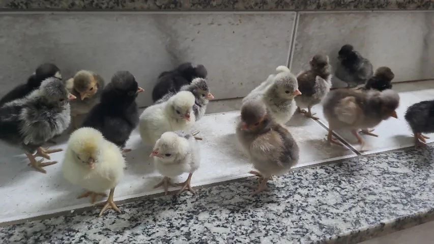 Polones  - Foto 3