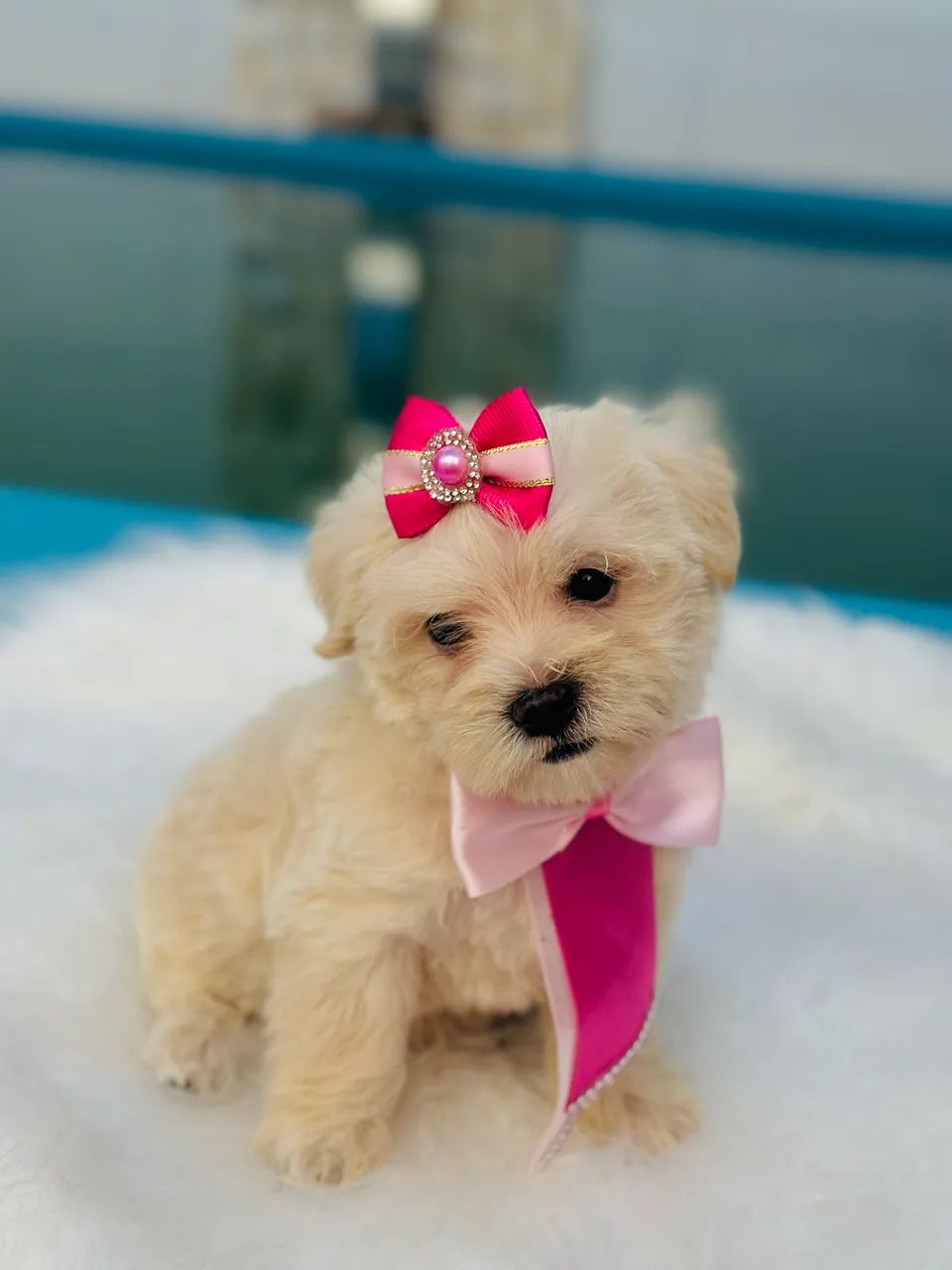Lhasa apso fêmea  - Foto 2