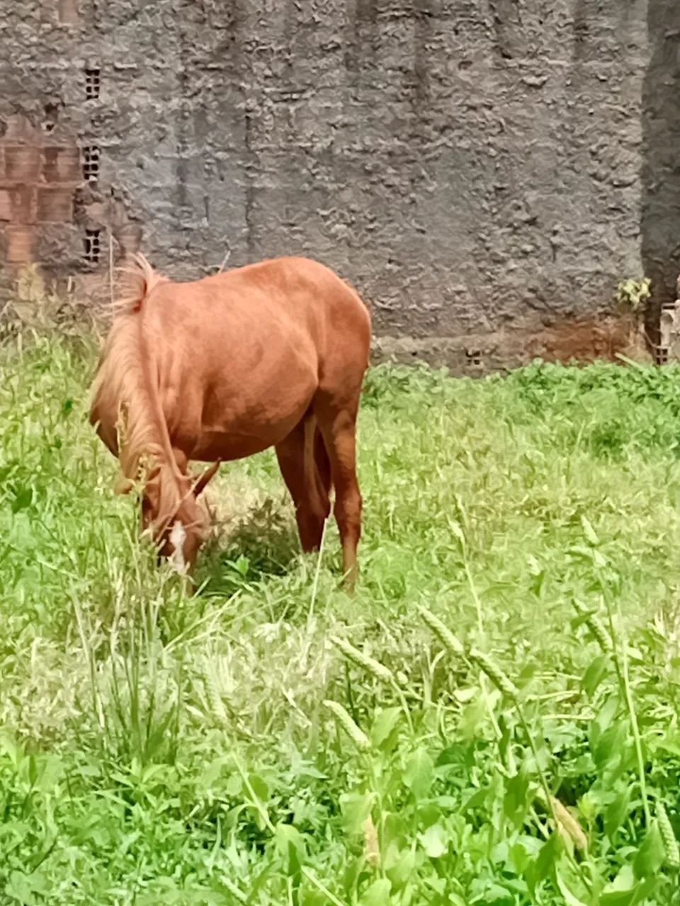 Porda linda e bem novinha macha picada de nascença  - Foto 4