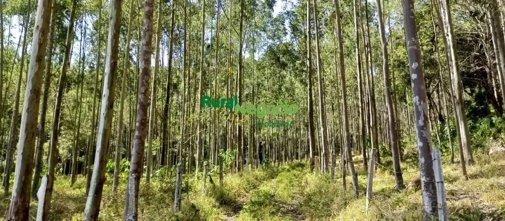 FAZENDA COM PLANTAÇÃO DE EUCALIPTOS EM BRAZÓPOLIS-MG - Foto 3