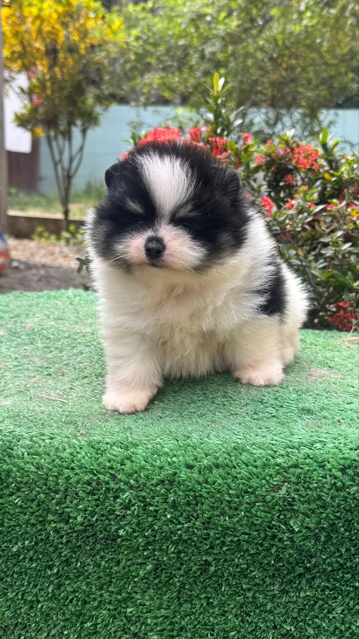 Spitz Alemão macho 