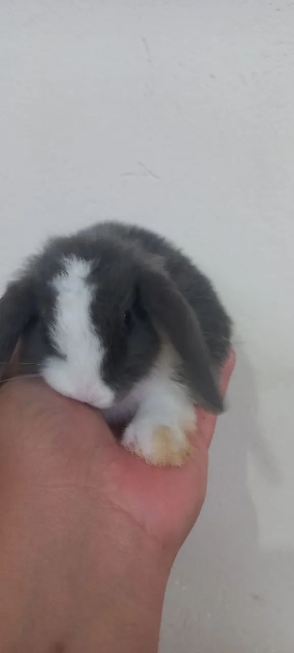 Mini Lop orelhas caídas  - Foto 4