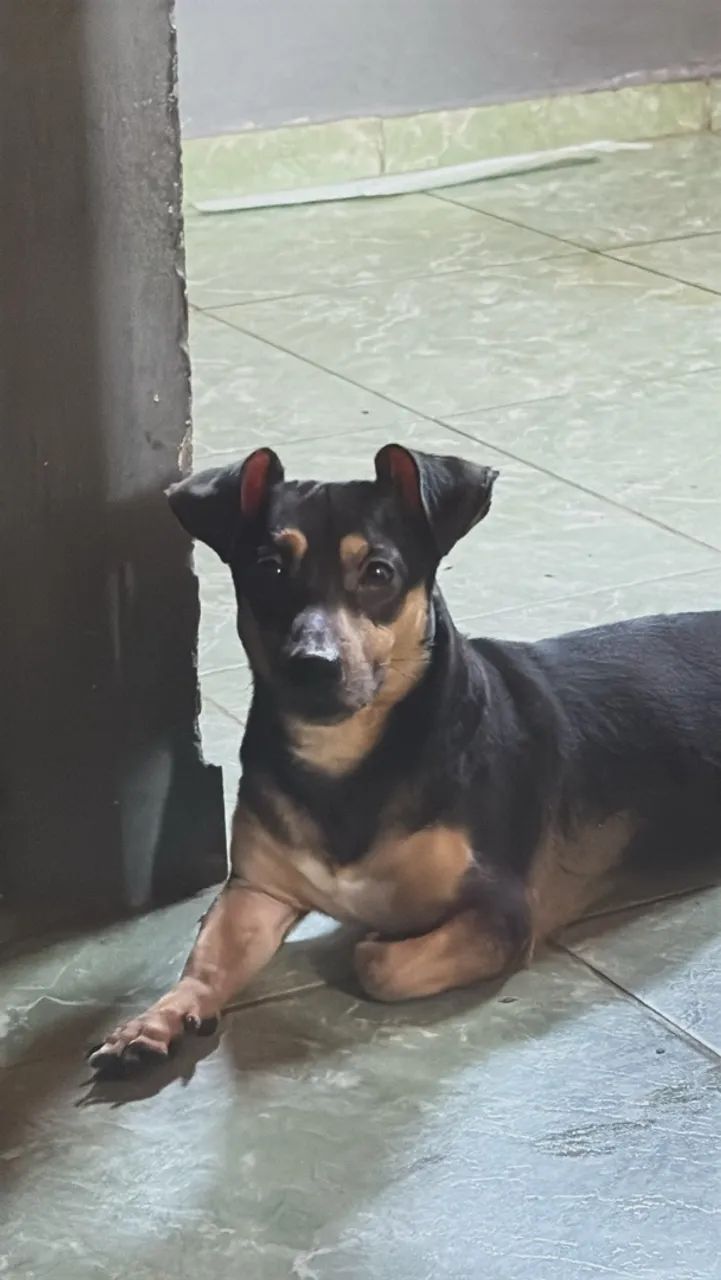 Doação de pets  - Foto 2