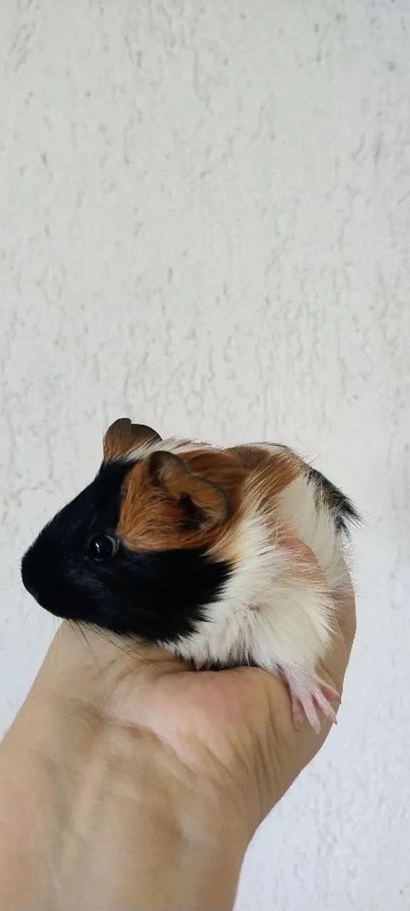 Bebês de Porquinho da Índia - Foto 2