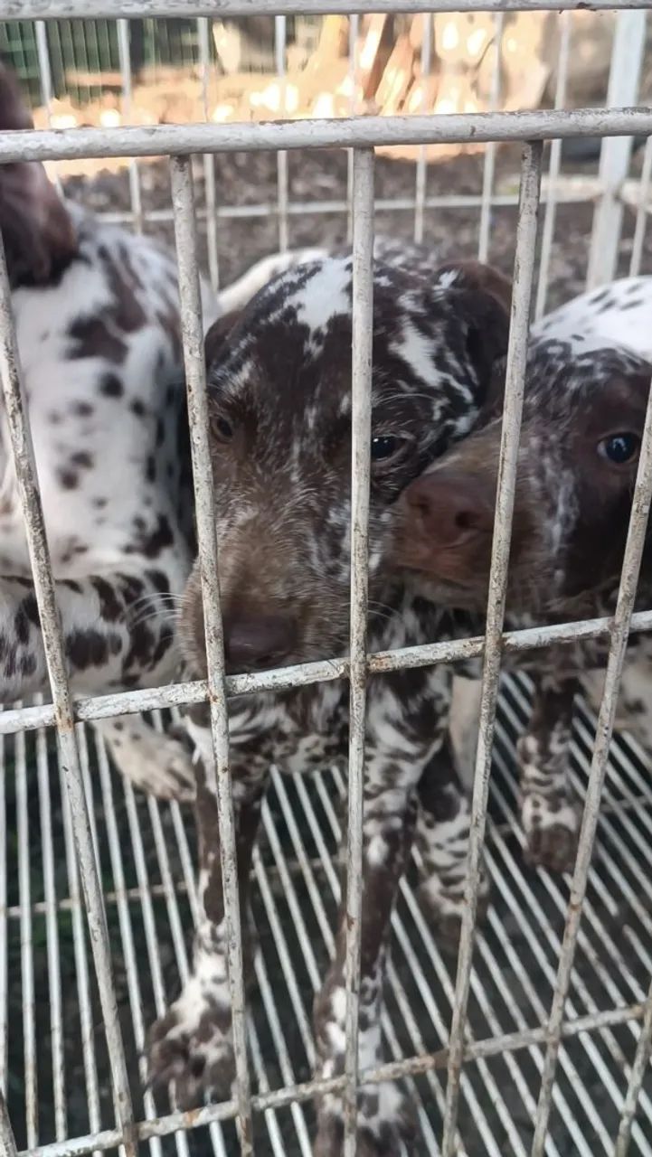 Filhotes de Dalmata - Foto 5