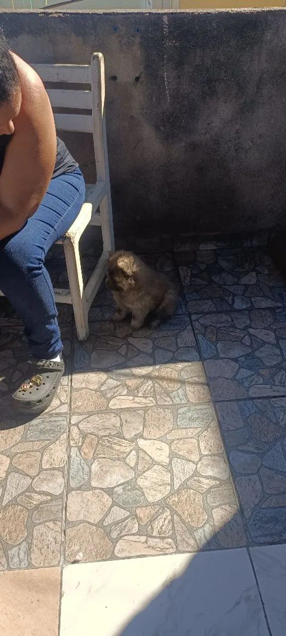 Filhotes de Chow Chow  - Foto 3