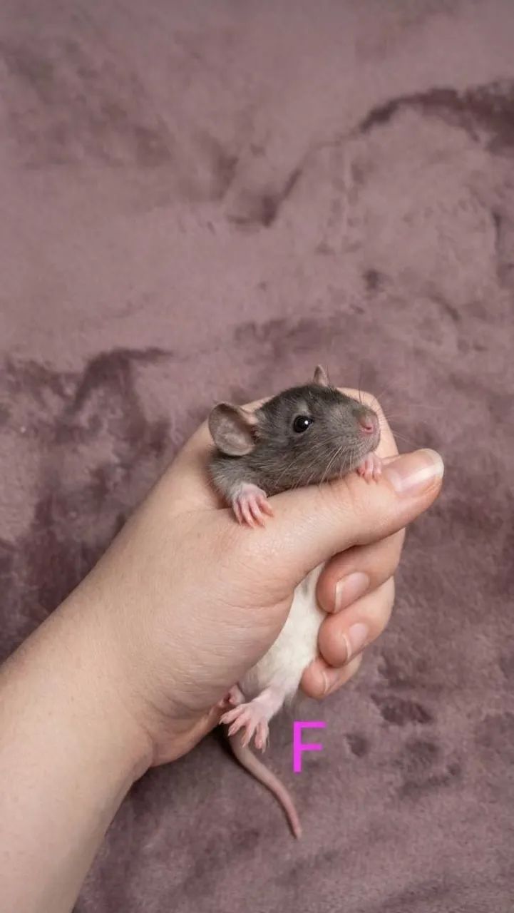 Vendo twisters/roedores/ratos - Foto 4