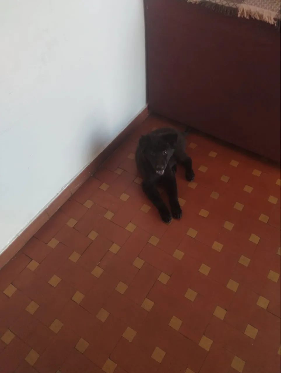 Cachorro  - Foto 2