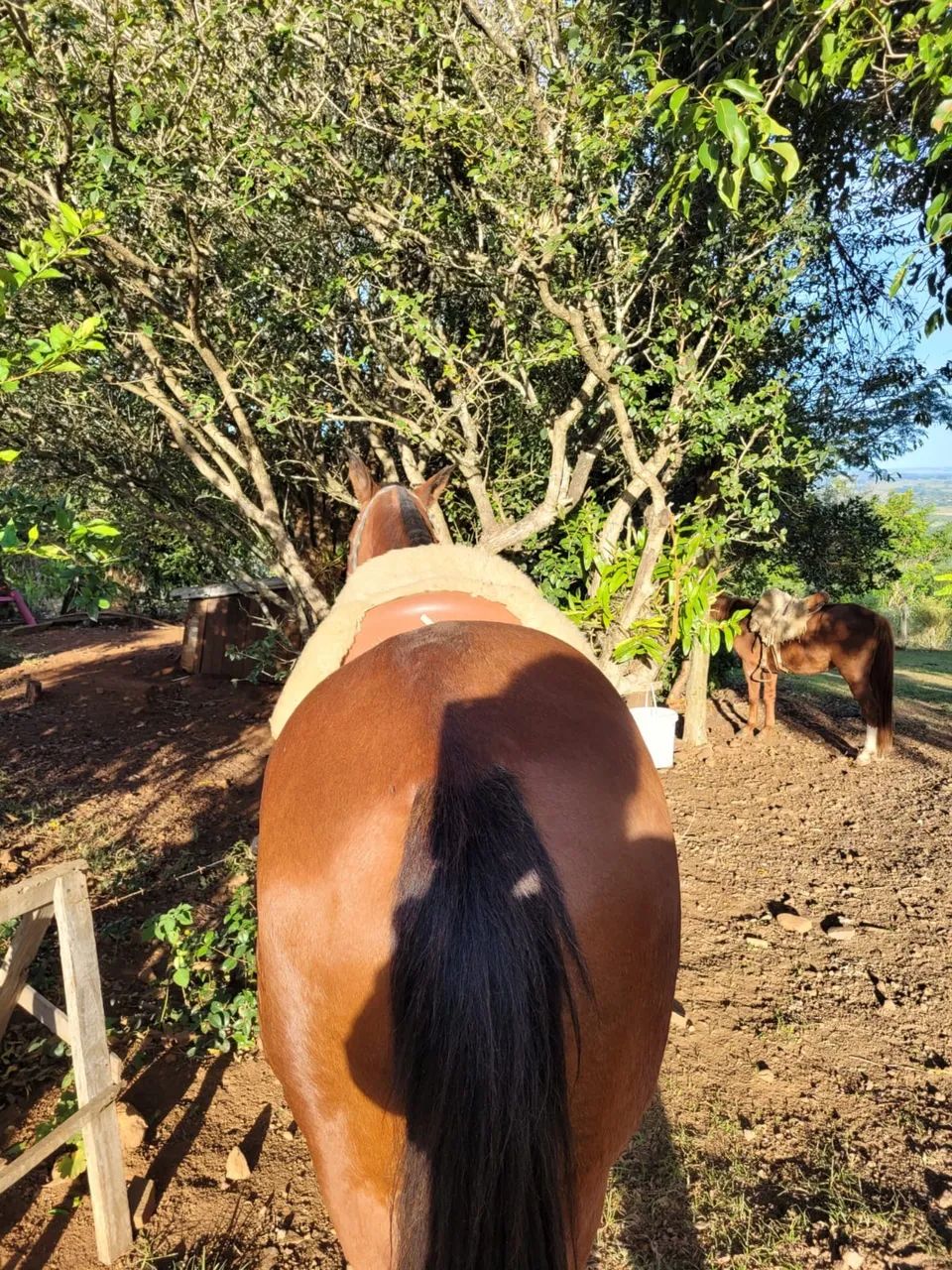 Égua  Encilhada  - Foto 4