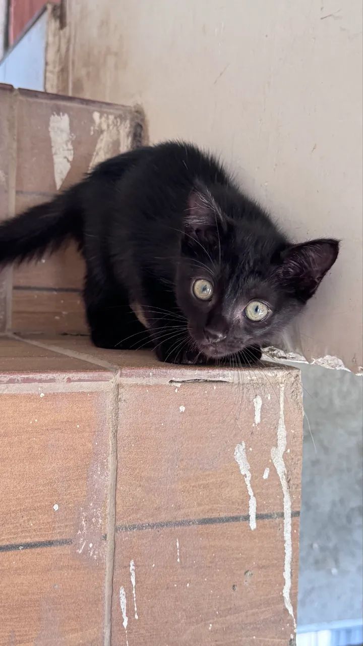 Gato - Foto 3