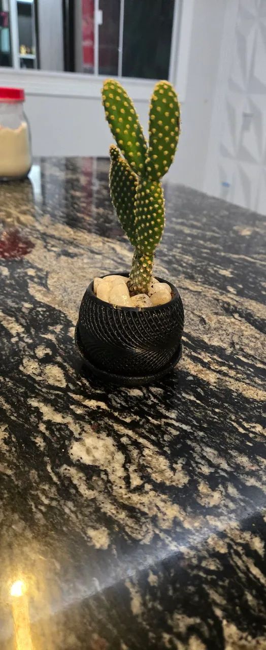 Mini vaso moderno com cacto e suculentas  - Foto 4