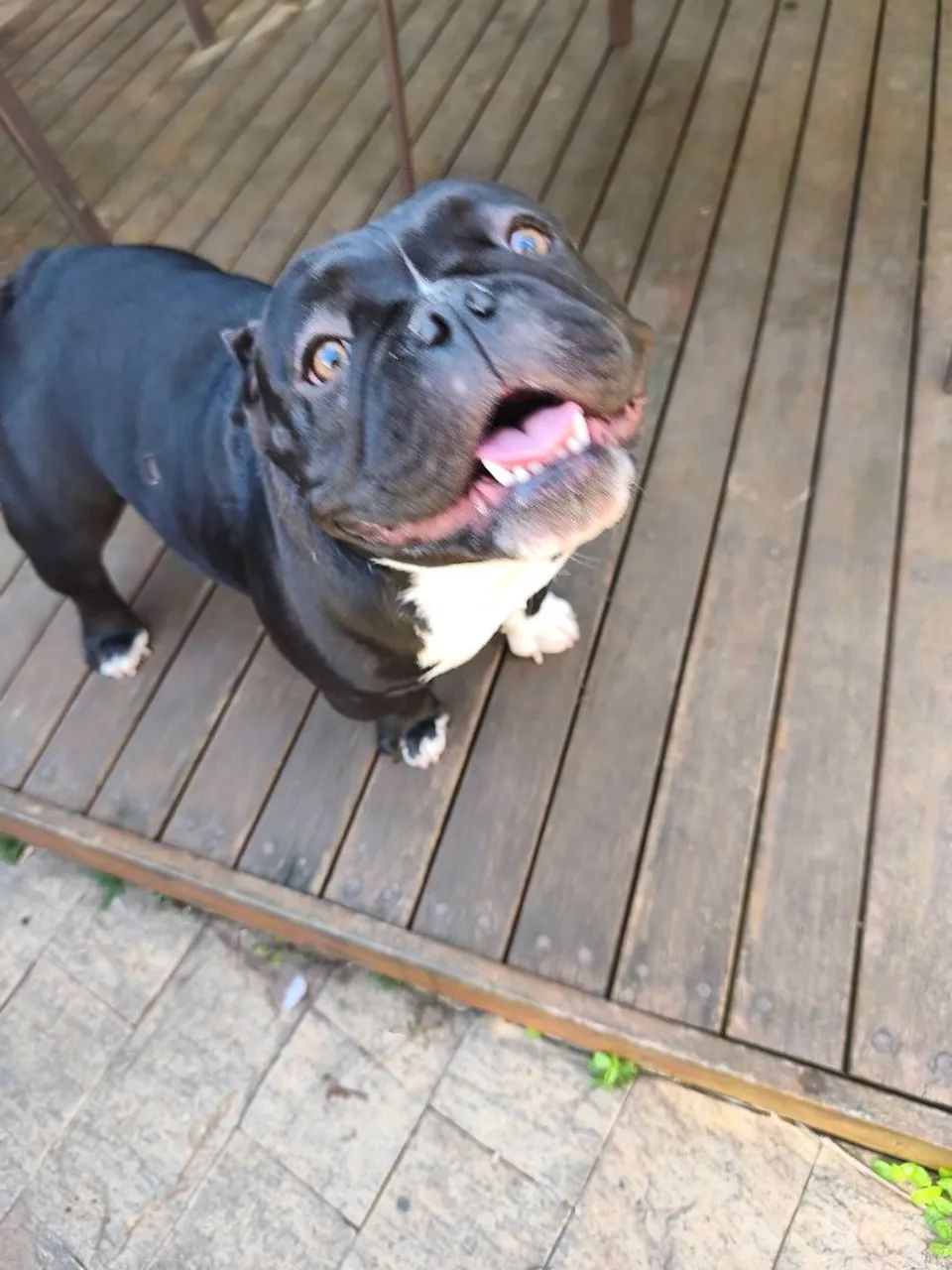 American Bully exótic  - Foto 3