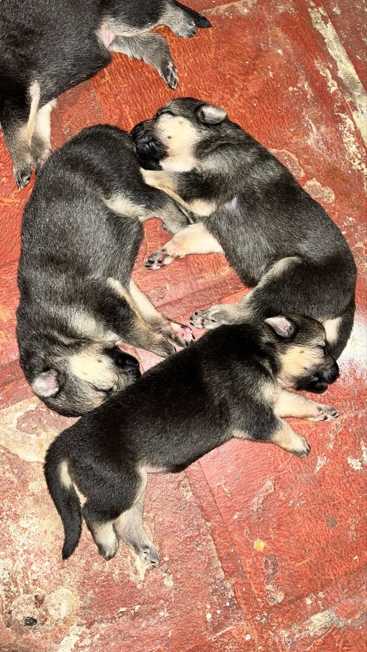 Pastor Alemão Filhotes - Foto 3