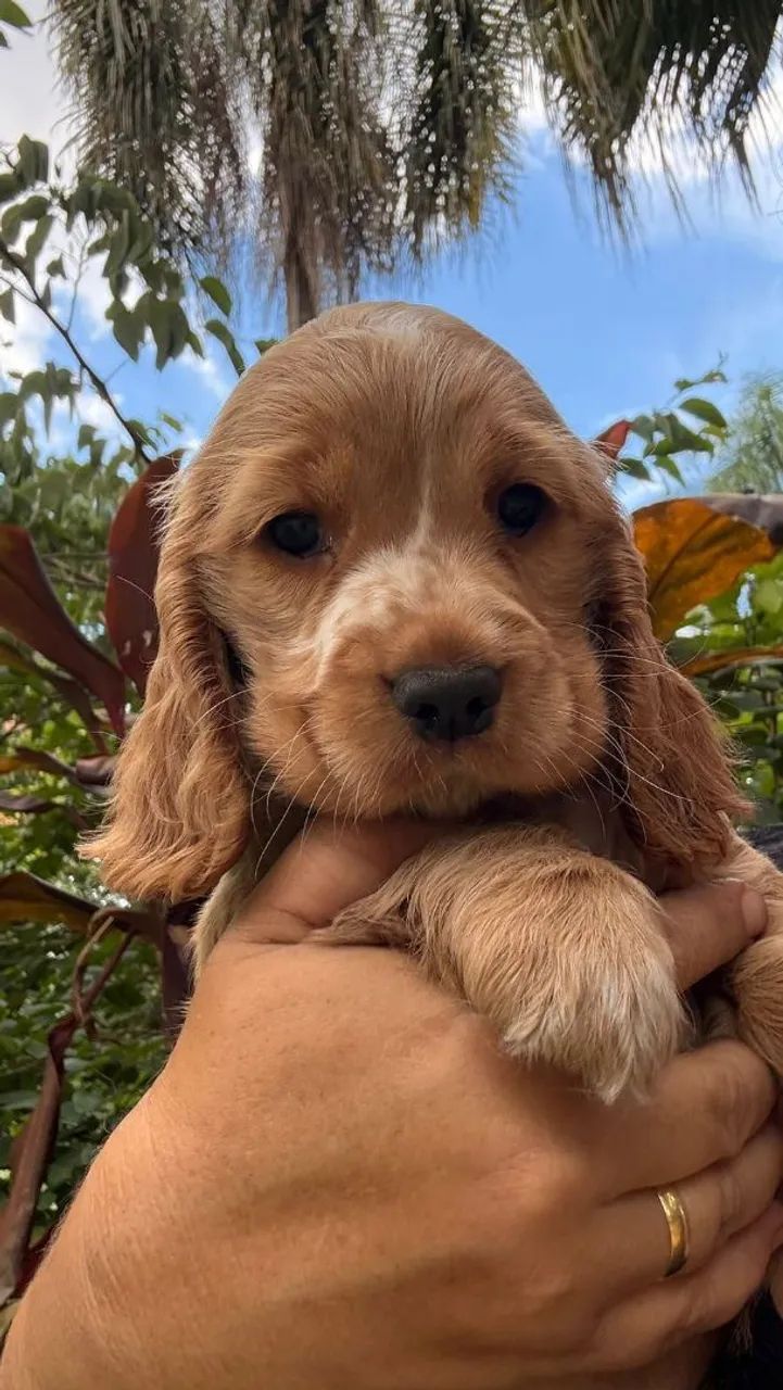 Cocker Spaniel com pedigree 