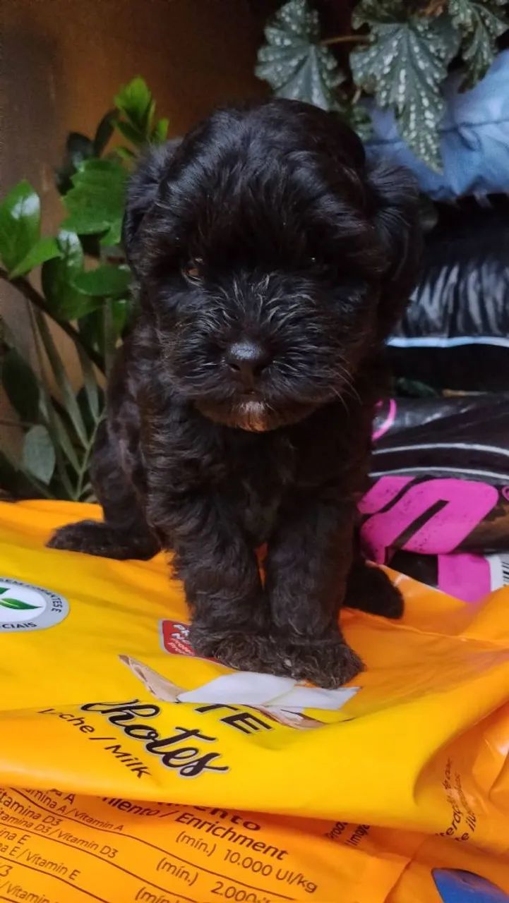 Poodle  - Foto 4